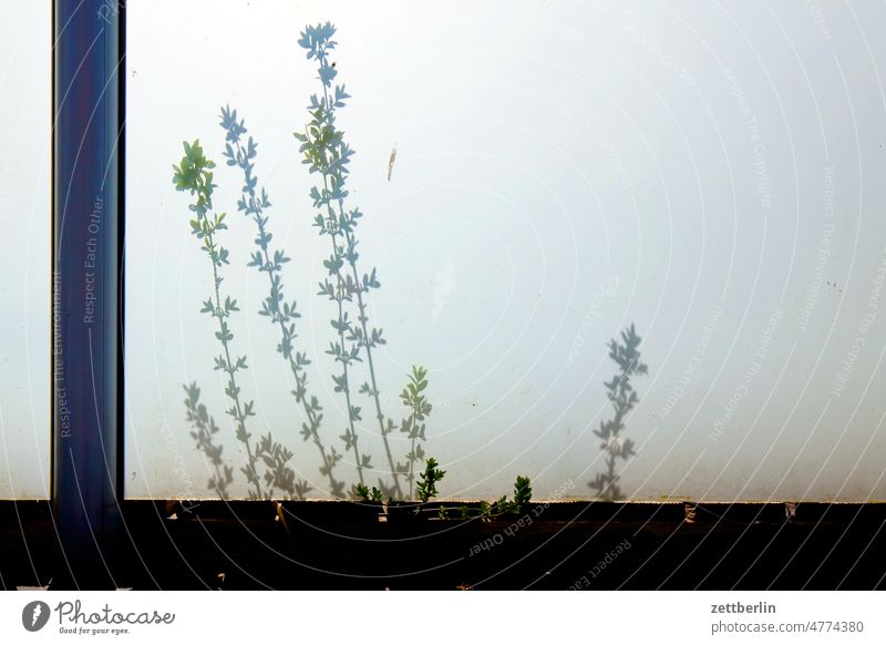 Shadow on frosted glass Evening Branch Twilight Relaxation holidays spring Spring spring awakening Garden allotment Garden allotments bud Deserted Nature Plant