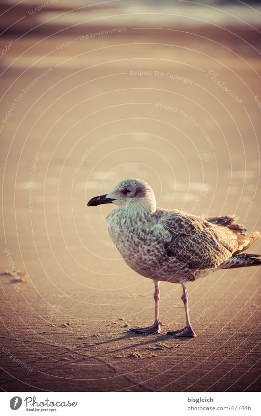 Seagull IV Beach Nature Baltic Sea Ocean Bird 1 Animal Sand Looking Stand Brown Colour photo Exterior shot Deserted Copy Space top Day Shallow depth of field