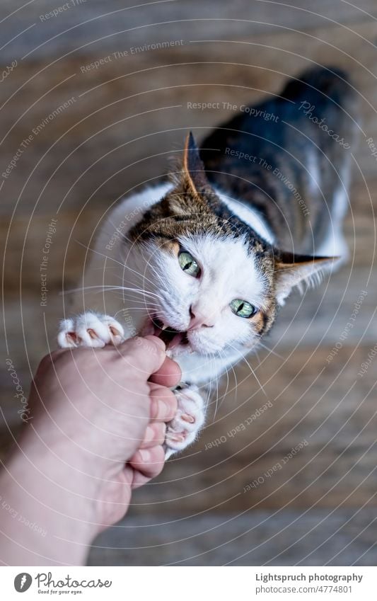 Pet owner feeding treats to a playful tabby cat. Personal perspective. hungry domestic reaching mouth open grimacing personal perspective hand feeding impatient