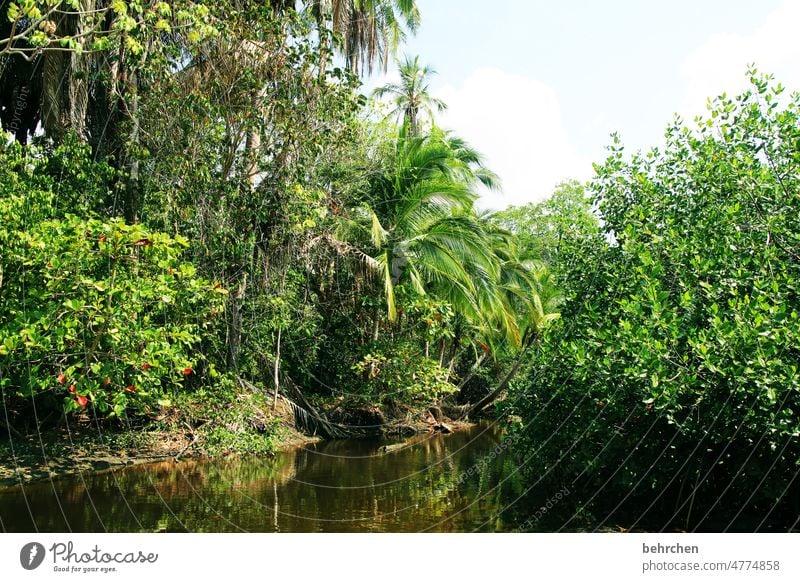 right in the middle Green Environmental protection pretty Fantastic Exceptional Relaxation Costa Rica Virgin forest Leaf Tree Climate change Plant Landscape