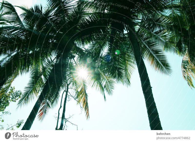 Under palm trees Pacific Ocean Vacation & Travel Dream Far-off places Beach Fantastic Longing Wanderlust Caribbean Sea Costa Rica especially pretty palms