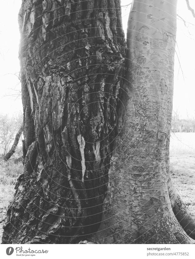 Love of nature (opposites do look at each other) Tree Nature Experiencing nature Miracle of Nature Wonder tender in common Narrow Cuddling Black & white photo