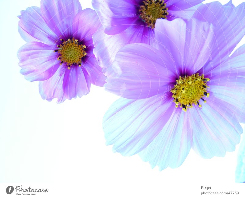 Three Purple Cosmea flowers against neutral background Colour photo Exterior shot Close-up Copy Space bottom Neutral Background Day Harmonious Summer Garden