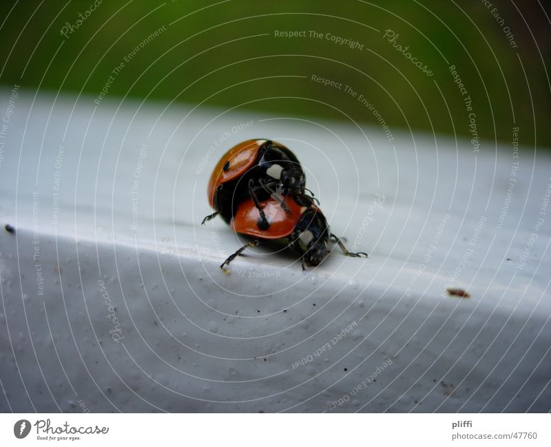 ladybug love Animal Ladybird Cuddling Nature Beetle