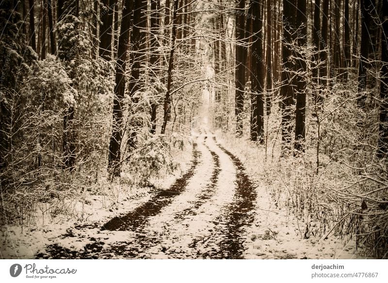 Hiking dream on snowy path through the winter forest. Winter forest White Winter mood Exterior shot Deserted Frost Snowscape Landscape Winter's day Cold Nature