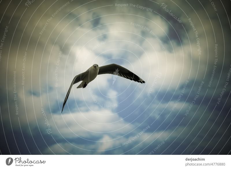 https://www.photocase.com/photos/4776880-free-as-a-bird-in-the-wind-a-seagull-flies-hovers-above-the-cloud-covered-sky-dot-photocase-stock-photo-large.jpeg