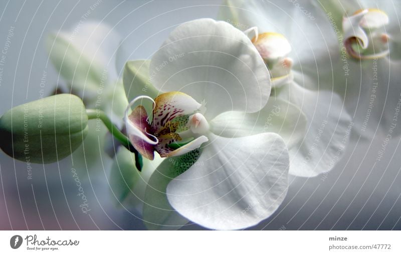 orchi Orchid White Flower Romance Spring Structures and shapes Bud Blossoming