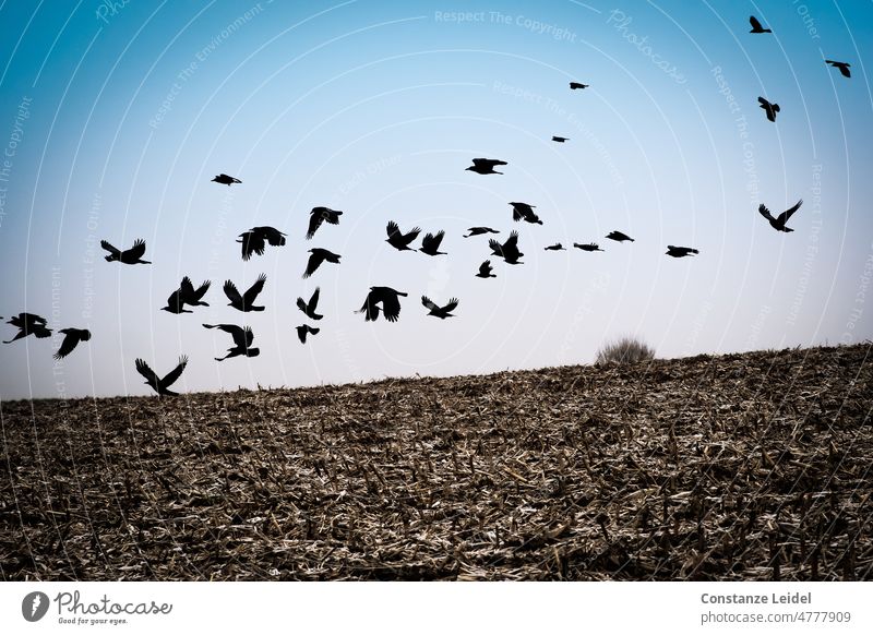 Crow flock over unplanted field Bird Sky Raven birds Flying Animal Black Feather Agriculture acre Beak Arable land Grand piano Winter crow Air Plumed Landscape