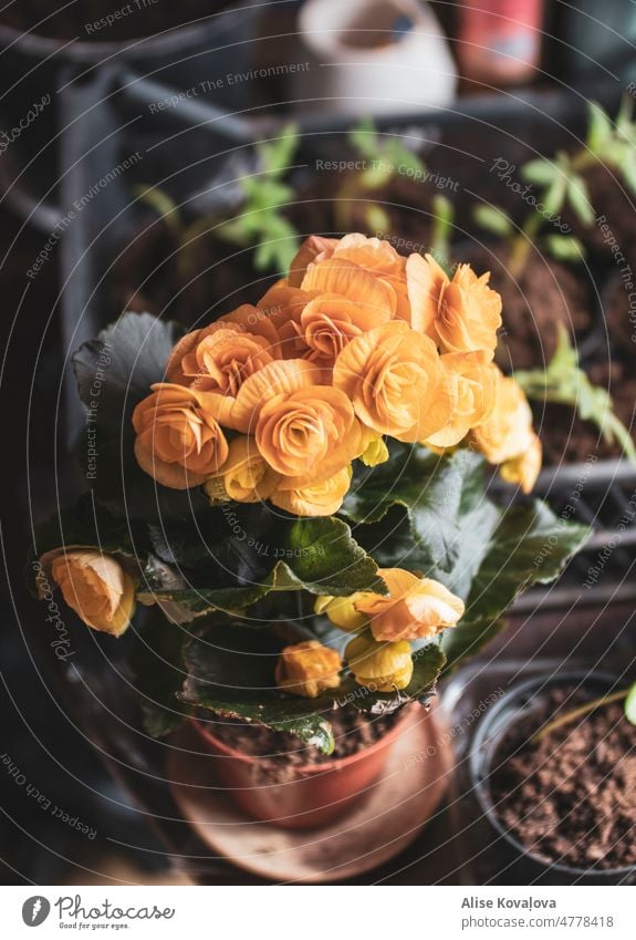 flowers in a pot, yellow flowers in a pot plants Yellow nature Blossoming daylight come into bloom petals Inside home plant