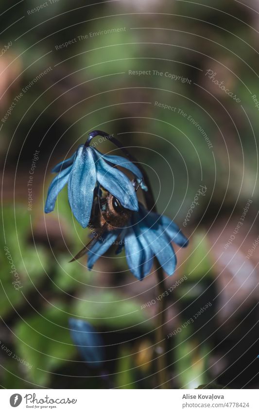 bee hiding under blue snowdrop blossom flower nature bees Insect Honey bee Nature Animal Snowdrop blue snowdrops plants spring time Colour photo