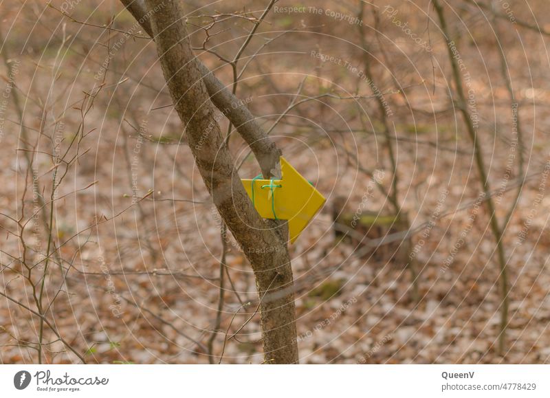 Yellow arrow in forest Arrow path off Footpath Nature To go for a walk Direction Hiking Relaxation Lanes & trails Way of St James Loneliness Environment Forest