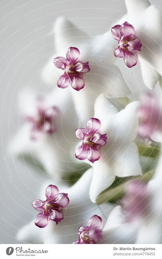 Inflorescence of Hoya sp., porcelain or wax flower, Apocynaceae. High-key photo porcelain flower inflorescence Epiphyt epiphyte Blossom blossom succulent