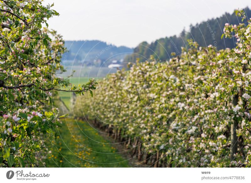 red white blossoming apple tree flowers in an orchard in fruit growing region Lindau-Bodensee in Germany Blossoms Close up Russia Ukrainian bavaria blooming