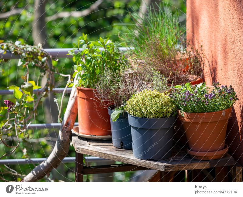 Herbs on the balcony, fresh kitchen herbs in pots Herbs and spices Balcony Fresh plants Healthy Eating Table Food Mint Thyme Chives Summer savory herb corner