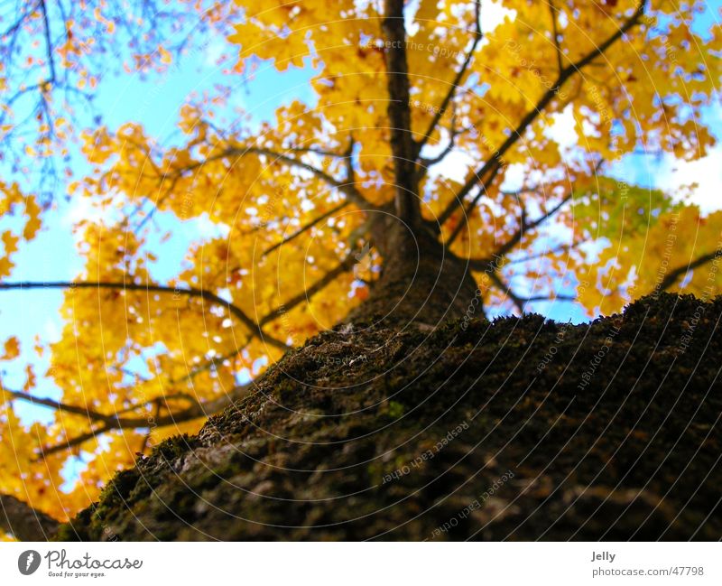 toward heaven Tree Leaf Clouds Yellow Brown Tree bark Sky Blue-white Branch Nature