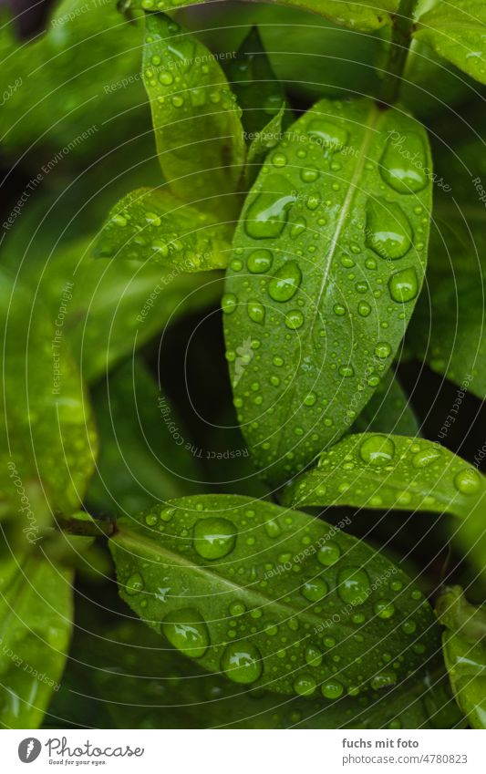 Water drops on green leaves Contrast Drop Green Leaf Rain Garden Drops of water Wet Plant Close-up Nature Macro (Extreme close-up) raindrops Damp Dew