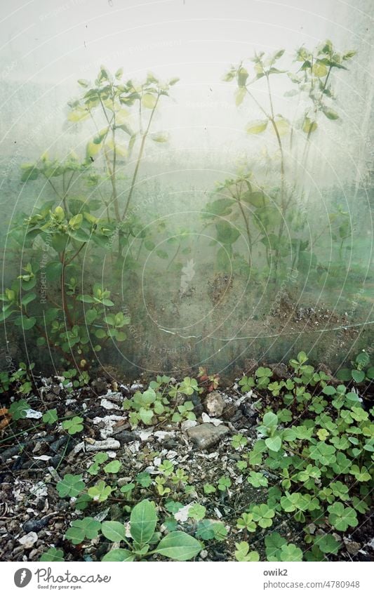 In the jungle Plant Bushes Spring Detail Nature semitransparent Unclear Vague Mysterious Sunlight hazy Green Hint Colour photo Deserted Glass Protection Hazy