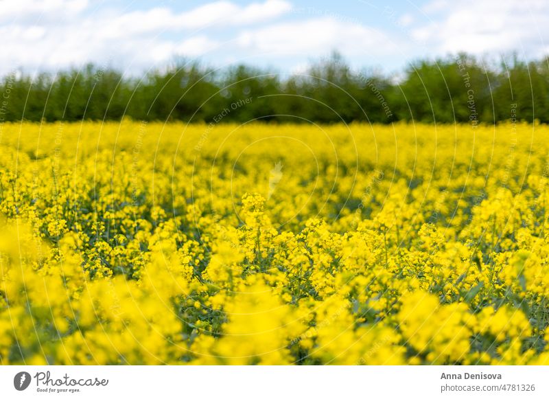 Rapeseed fields during spring rapeseed yellow canola oilseed rapeseed field farmland rapeseed flower plant mustard family Brassicaceae nature blossom season