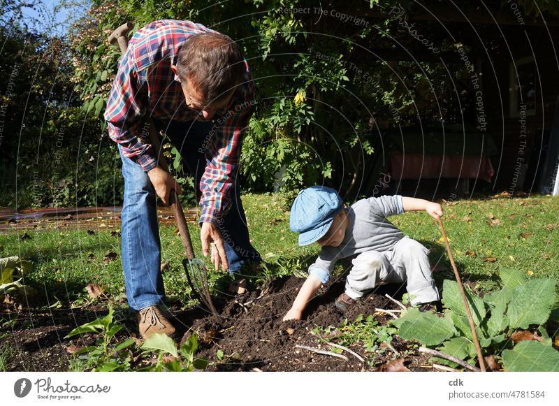 Childhood | Urban Gardening | Grandpa & Grandson digging in the garden. people Family more adult Grandfather & Grandson Toddler Earth Garden Bed (Horticulture)