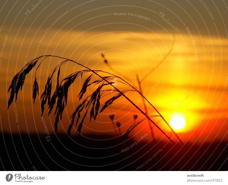 Grass in front of the sun Sunset Red Yellow Gray Blade of grass Black Colour transition Clouds Sunbeam Plant Stalk Back-light Color gradient Sky Evening Orange