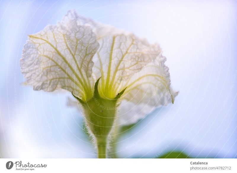 The delicate flower of the bottle gourd Garden daylight Day fade blossom Flower Plant flora Nature White Vegetable handle petals Blossom Pumpkin Pumpkin plants