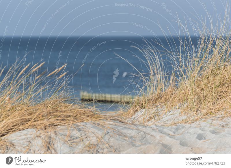 Coastal protection on the Baltic Sea beach coastal protection Baltic coast Baltic beach groynes dunes Marram grass Baltic Sea View sea view Nature Beach