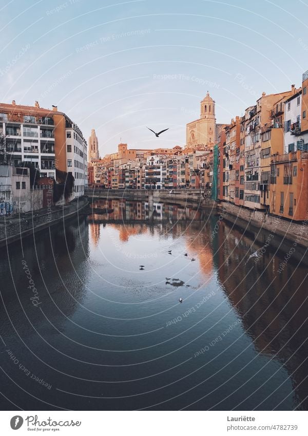 Onyar river in Girona with a flying bird architecture barcelona - spain boat bridge bridge - built structure building canal catalonia catalunya city cityscape