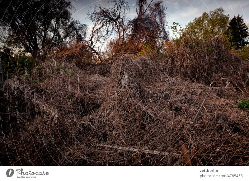 Overgrown property Feral Growth overgrown Tendril Vine plant knotweed Real estate Garden Nature Wilderness jungles Spring Autumn Evening Twilight misshapen