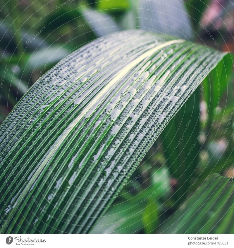 Large green leaf with longitudinal grooves wetted with water. Leaf Rachis Leaf green Nature Green Plant Foliage plant Structures and shapes Water Growth Detail