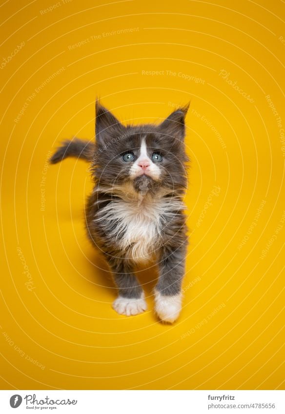 curious tuxedo maine coon kitten  on yellow background cat kitty pets fluffy fur feline maine coon cat purebred cat studio shot copy space one animal cute