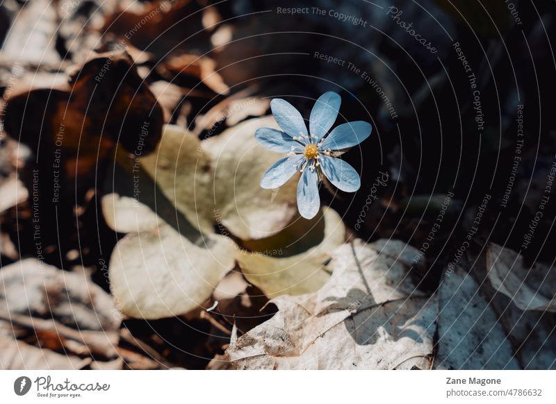 Liverleaf flower in spring, shadows and contrast liverleaf Dreilappiges Leberblümchen violet blue early spring shady light hard light forest woodlands nature