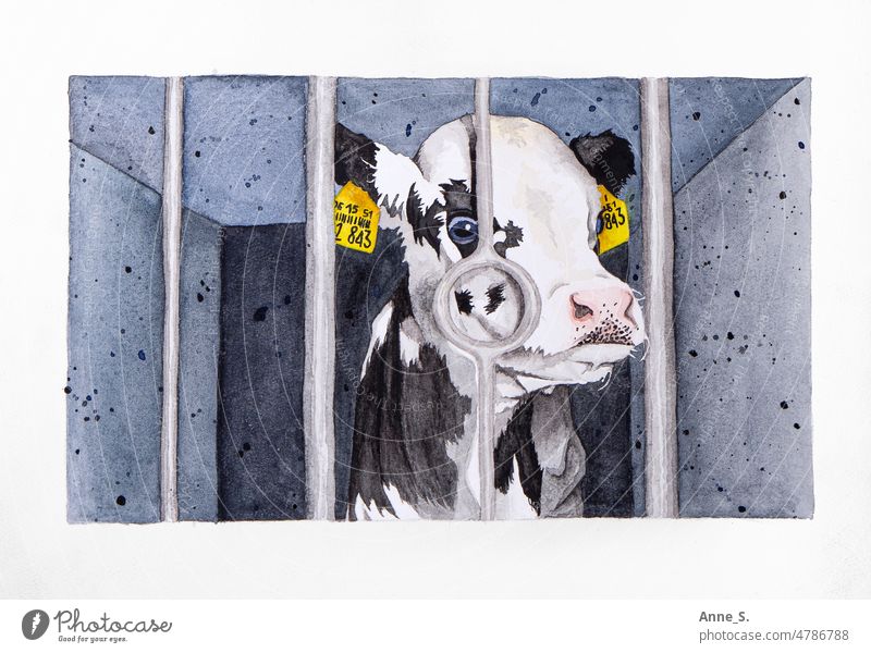 A calf with ear tags locked behind bars in a gray box. Milk Cow Farm animal Farm animals veganism more vegan Vegan diet Cow's milk Painted Animal