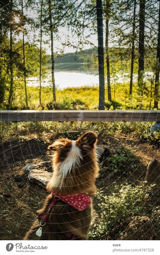 It was a great time Dog Puppydog eyes Forest Lake Swede Lakeside Vacation & Travel Exterior shot Nature Landscape Colour photo Animalistic Adventure Freedom