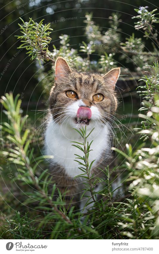 tabby white cat outdoors in rosemary bush kitty pets feline fluffy fur nature greenery foliage one animal british shorthair cat garden looking at camera