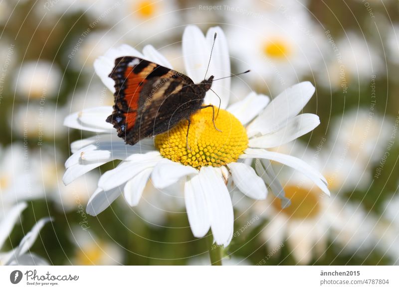 A butterfly sits on a magerite flower Butterfly Blossom Drinking Trunk Insect Nature Flower White Green Exterior shot Summer Spring Field Garden Sun Grand piano