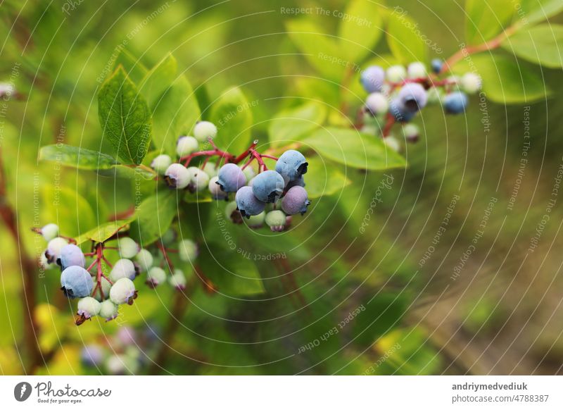 green and blue blueberries growing in summer. Northern blueberry bush, Vaccinium boreale, cultivated in organic household. garden closeup fruit growth macro