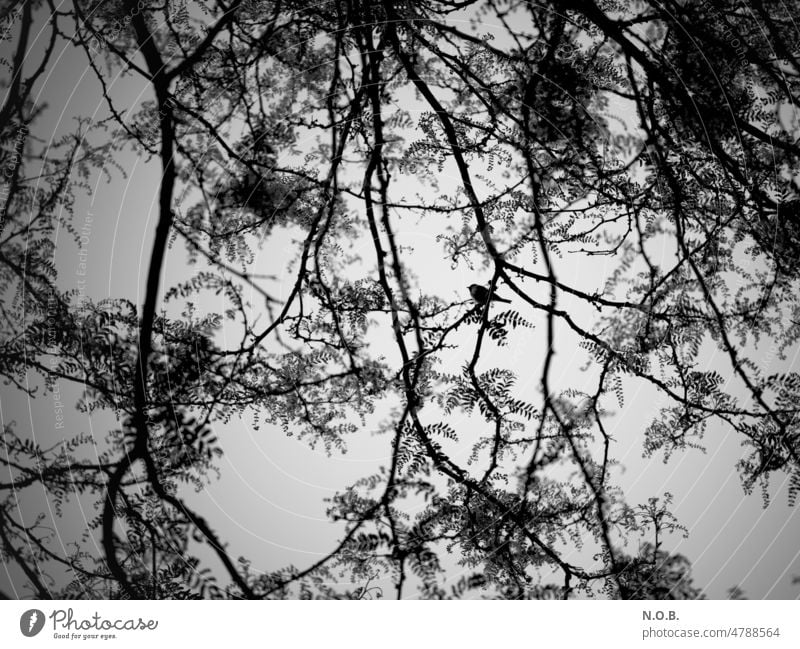 A bird sits on branches in SW B/W Black & white photo black and white in color Twigs and branches Loneliness Lonely on one's own Dark depression depressive dark