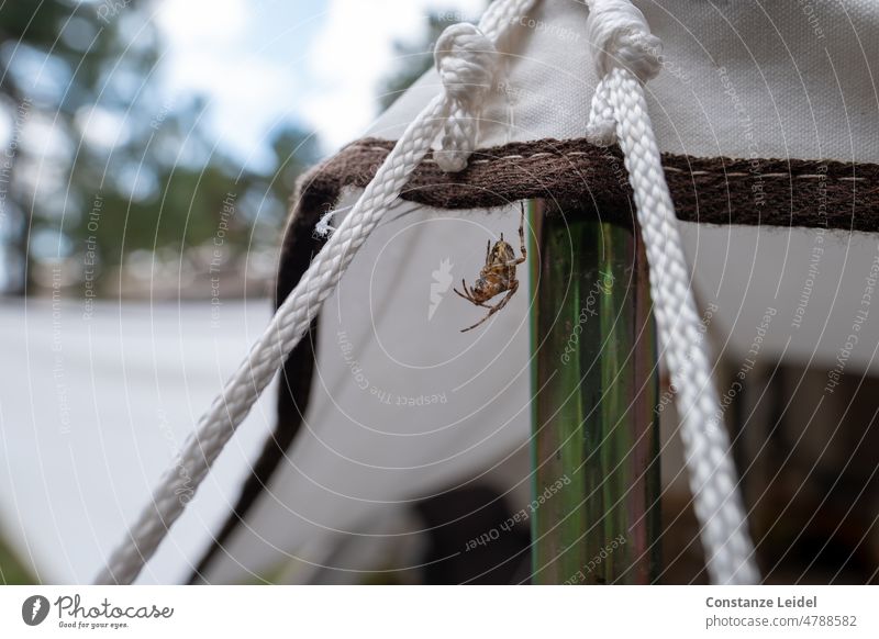 Spider on tent at campsite. Spider's web Nature Animal Net Camping Exterior shot Insect Legs Fear Disgust Panic Threat Creepy Observe Dangerous Hunting Wait