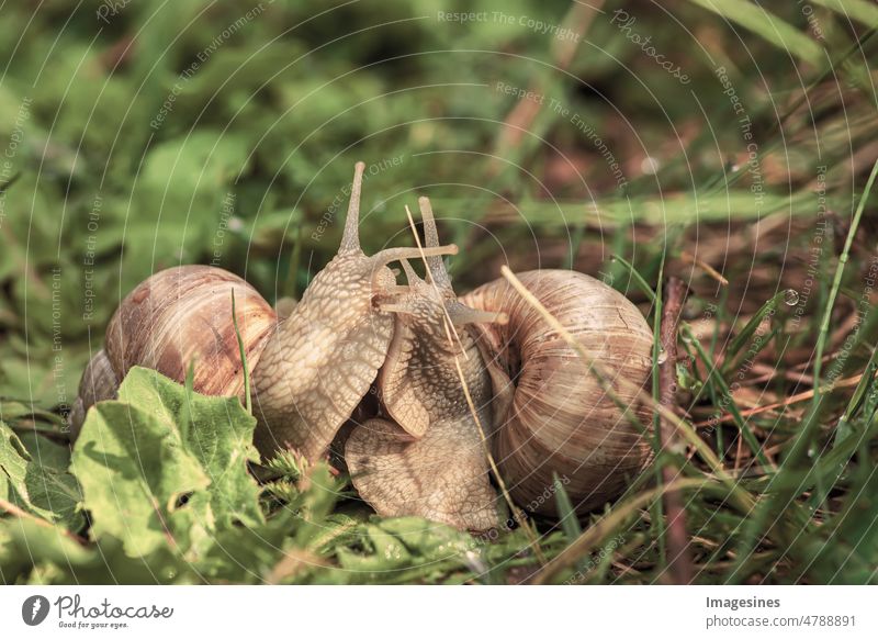 snail love. Vineyard snails in love. edible snail on grass. snail on grass in love. Country snail helix pomatia Animal Animal antenna Animal bowl animal world