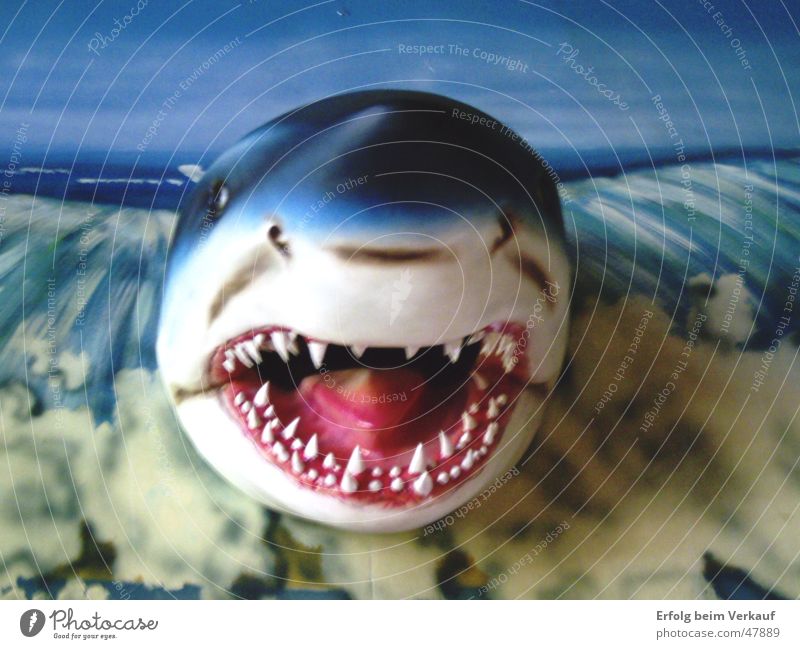 and the shark that has teeth... Shark Ocean Sylt Trenchant The deep Set of teeth Water wings