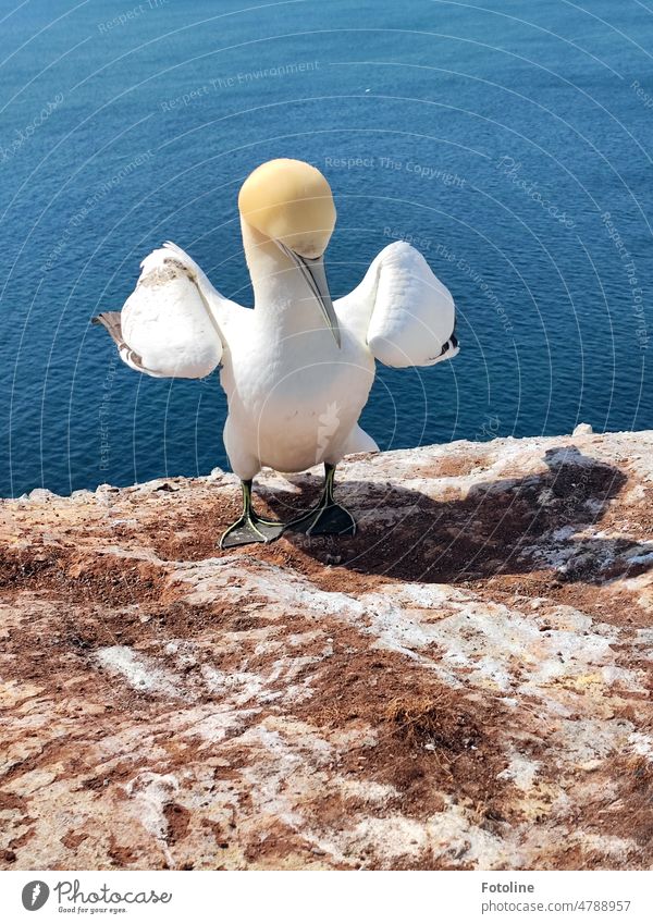 Rebelliously, the gannet props its wings on its hips. "No! Not like that!" he seems to say. Northern gannet Bird Animal Colour photo Exterior shot Wild animal