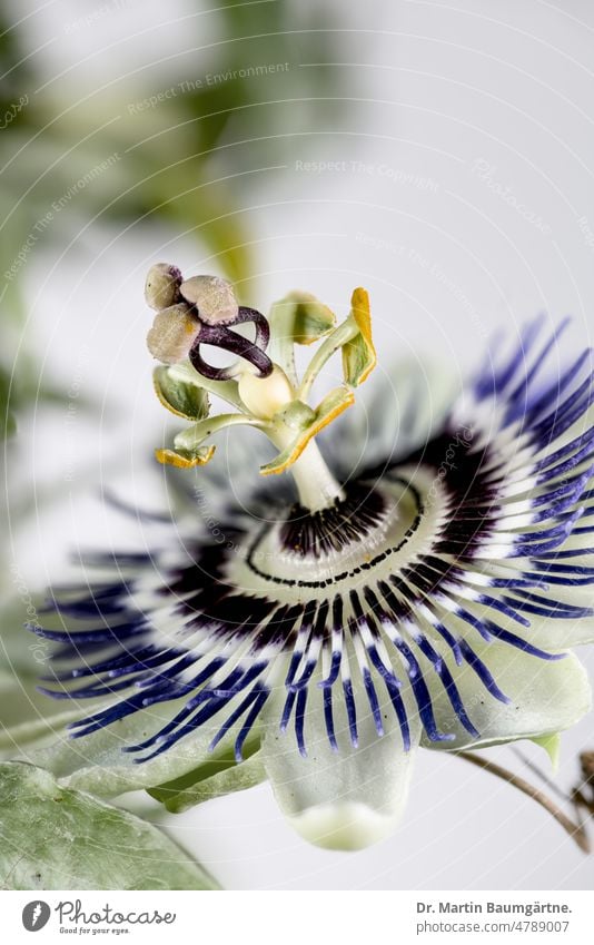 Passiflora, Blue Passionflower (Passiflora caerulea) from northern Argentina and southern Brazil passiflora blue passion flower Passionflower family