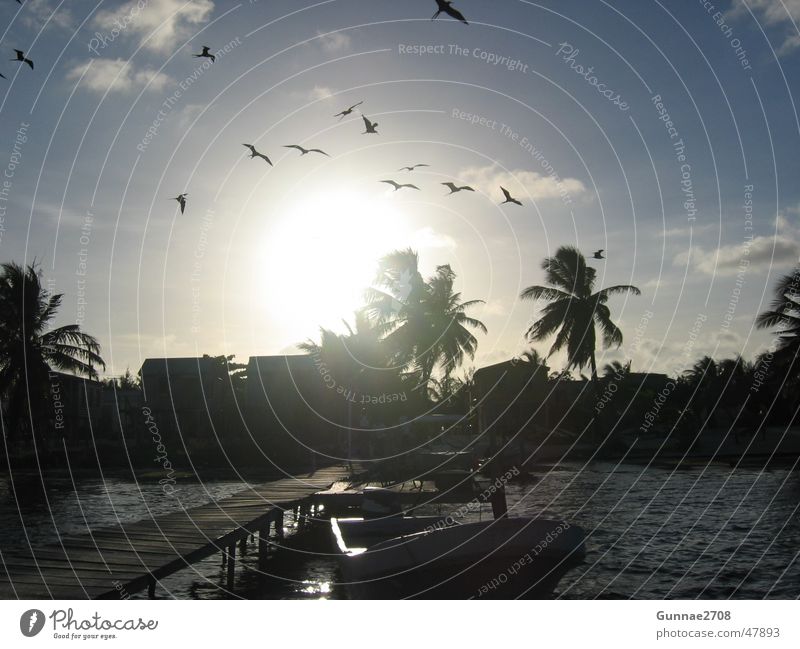 Sunset Caye Caulker Palm tree Beach Ocean Wanderlust Cuba Belize caye caulker