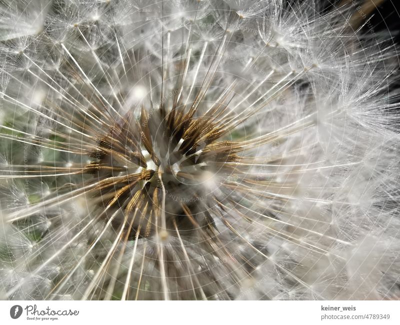 Macro view of a dandelion - a Royalty Free Stock Photo from Photocase