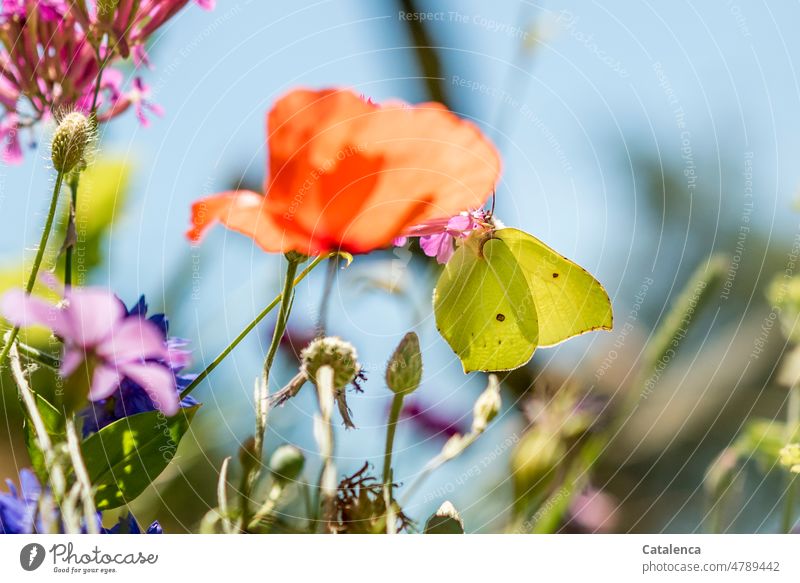 Lemon butterfly in the flower meadow Green Nature Plant Blossom blossom fade Day daylight Garden Sky Summer Yellow flora Flower wax inflorescence handle Meadow