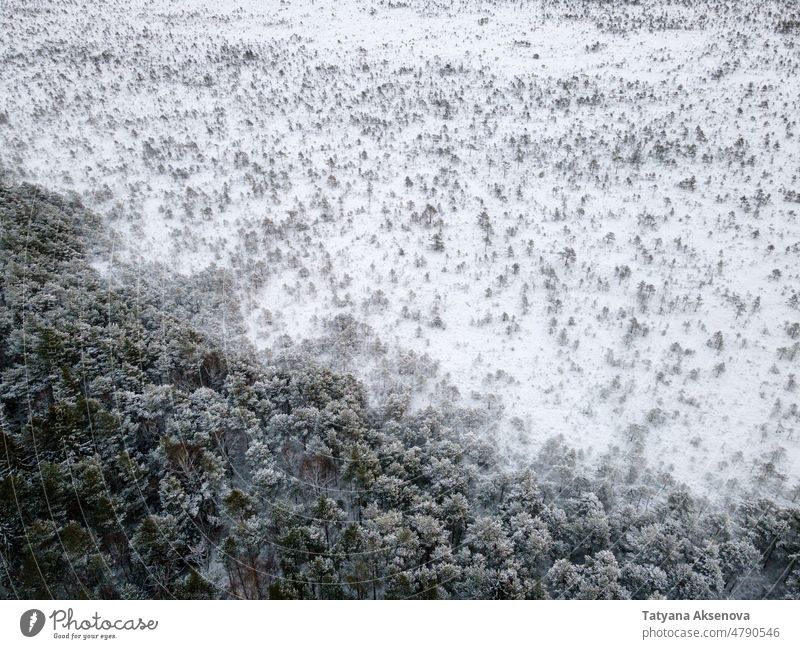 Trees covered by snow in winter forest aerial view nature season tree drone cold weather frost landscape white wood outdoor ice snowy background environment