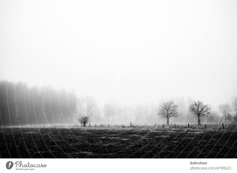 Dull times Grief Goodbye Black & white photo melancholically melancholy Tree Fog Mysterious Mystic Loneliness Lonely Agriculture chill Nature Environment Cold