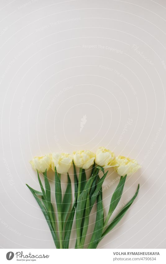 Delicate spring yellow tulips on a pastel beige background. Postcard for women's day. Flat lay. Copy space mother romantic bouquet love floral flower easter