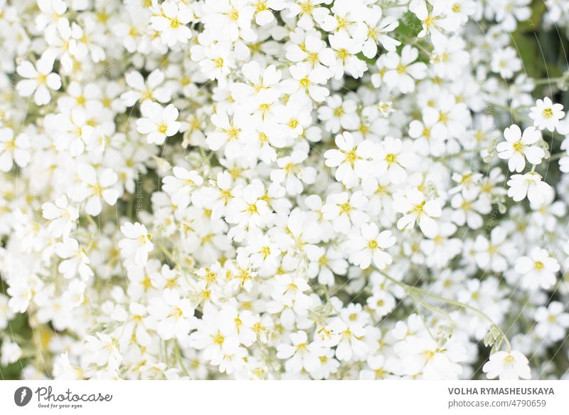 Floral print or background of white jaskolka flowers in summer in the garden. Rapid flowering of groundcover flowers plant outdoor bright floral green meadow