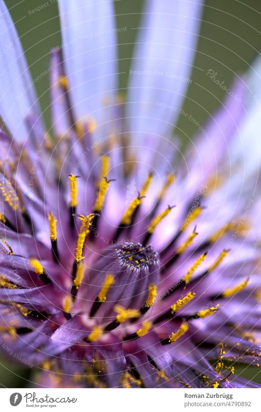 Close up of a flower Blossom Blossom leave Pistil Flower Close-up Detail Pollen Violet pink purple Yellow blossom Spring Nature Shallow depth of field Plant